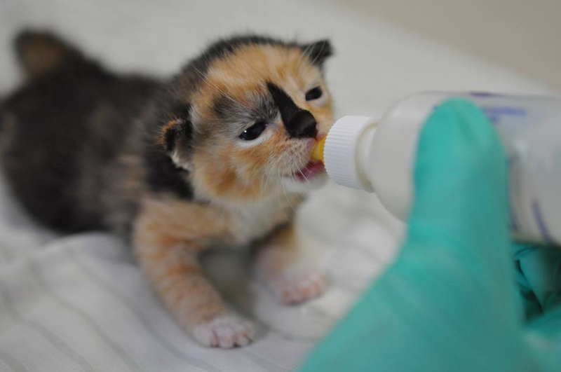 Illustration for article titled Here's a Kitten Named Sprinkles in a Tiny Purple Cast
